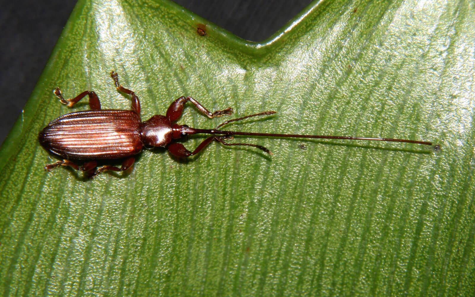Seed weevil — Female cycad seed weevil