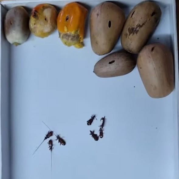 Seed weevil — Seed borer weevils, (female on the left and males on the right), and typical seed damage