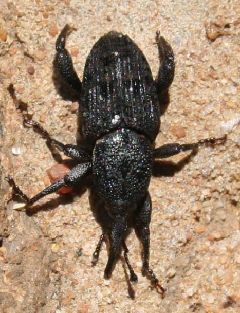 Borer beetle — Cycad weevil
