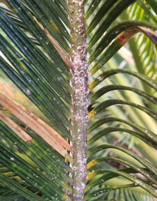 Woolly aphid — Woolly aphid on a cycad leaf