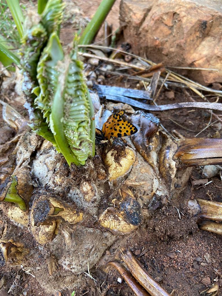 Leopard Moth — Adult leopard moth and eggs on soft cycad leaves
