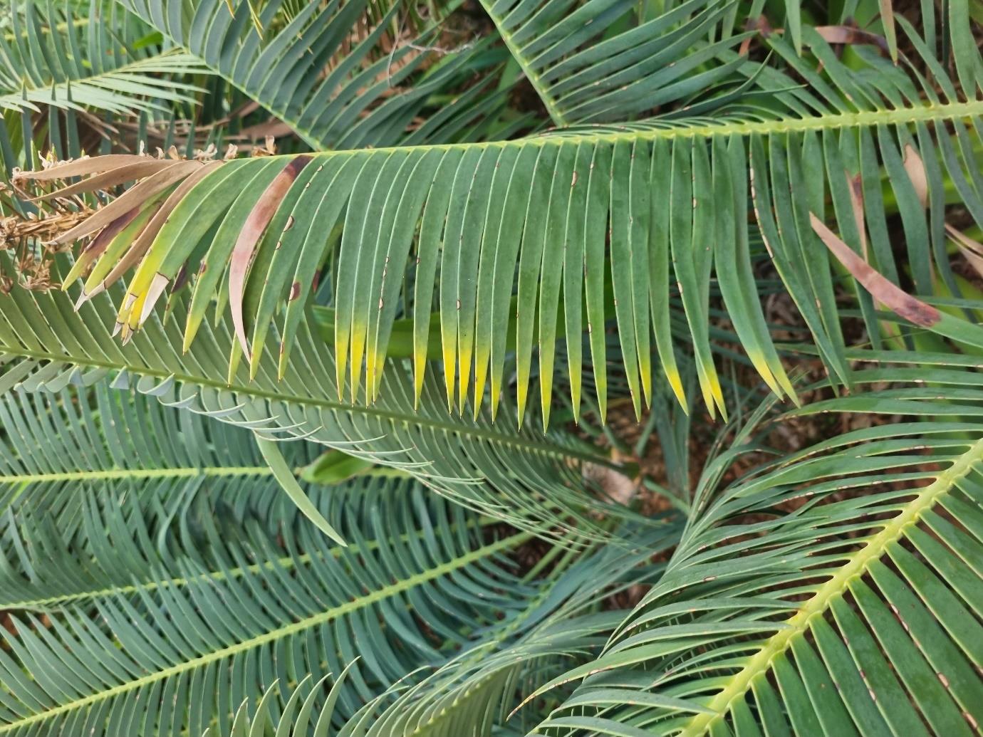 Physical damage — Yellowing on cycad leaflets