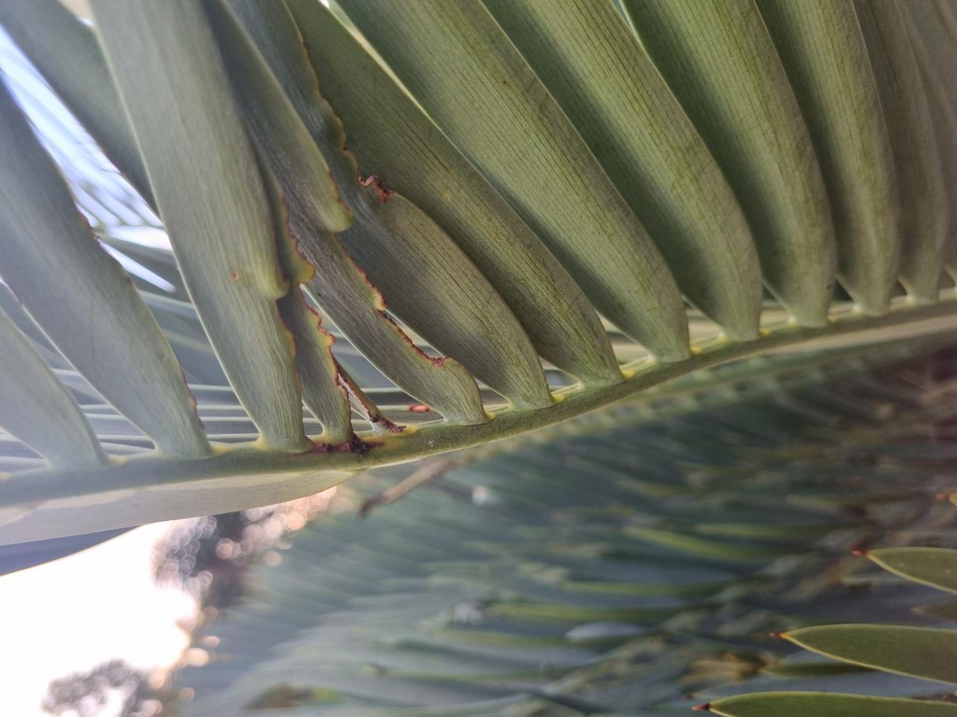 Christmas Beetle — Christmas beetle feeding damage when leaves were soft