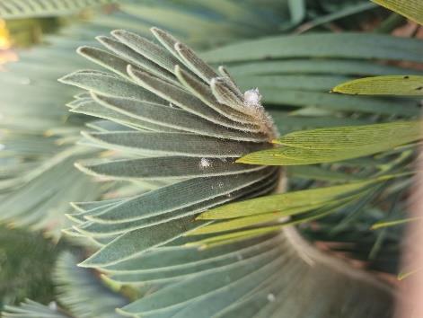 Woolly aphid — Woolly aphid on a cycad leaf