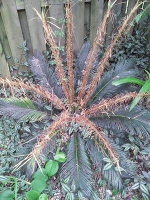 Frizzle top — Frizzle top of Cycas revoluta