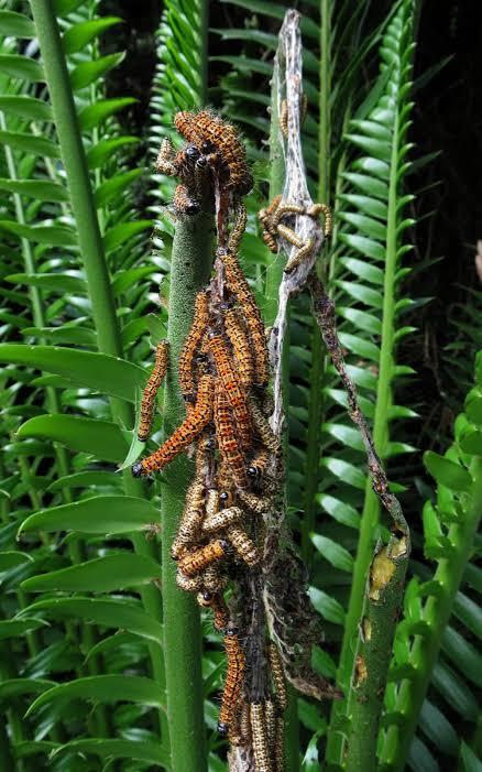 Leopard Moth — Leopard moth larvae feeding on soft cycad leaves