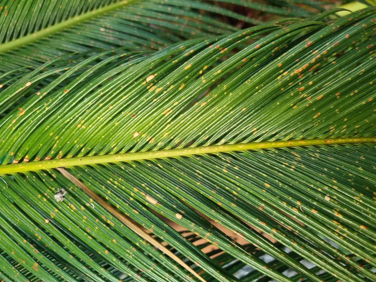Physical damage — Physical damage to leaf