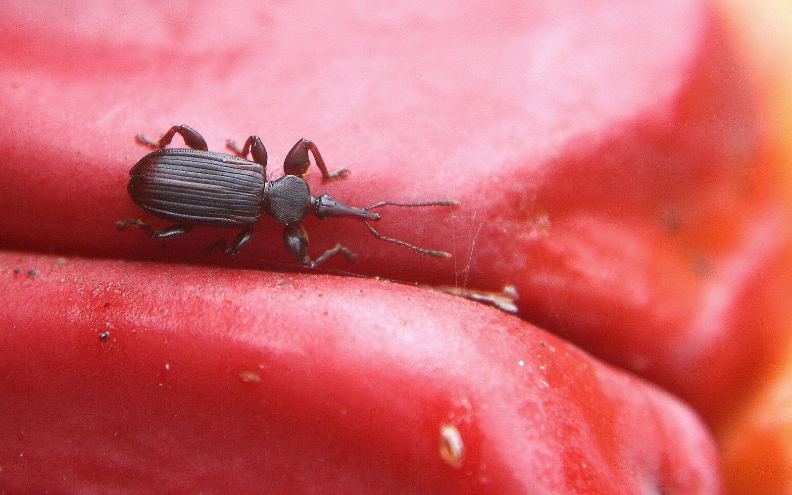Seed weevil — Male cycad seed weevil