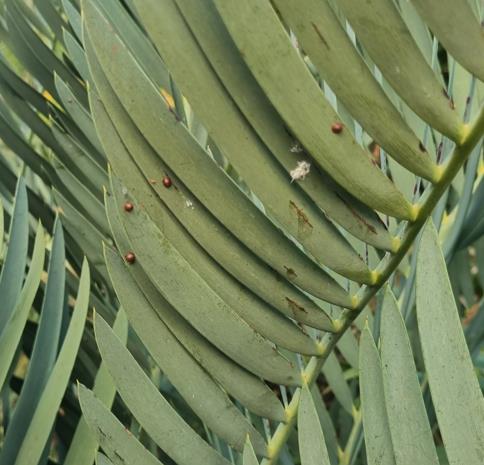 Scale insect — Scale insect (dopluis) on a cycad leaf