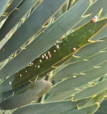 Aphids — Sap-sucking insects on a cycad leaf