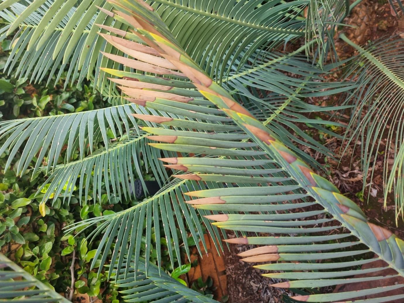 Nutrient deficiencies — Cycas plant with some leaves showing browning at the tips
