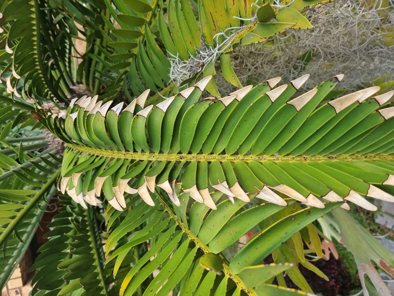 Cold damage — Cold damage to a set of winter leaves. Only the leaf tips were affected.
