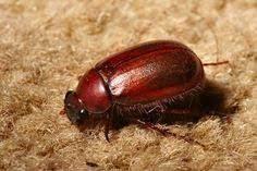 Christmas Beetle — Christmas beetle