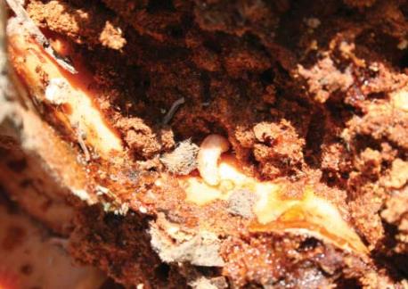Borer beetle — Cycad weevil larvae