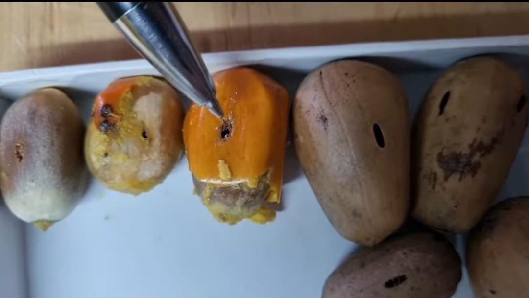 Seed weevil — Seed damage caused by seed borer beetles
