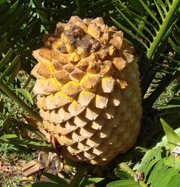 Encephalartos aemulans — SANBI reference photograph