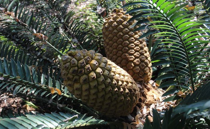 Encephalartos aemulans — SANBI reference photograph