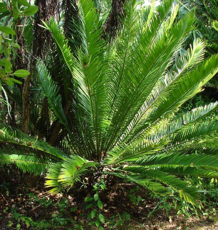 Encephalartos aemulans, growing in the Lowveld NBG.
