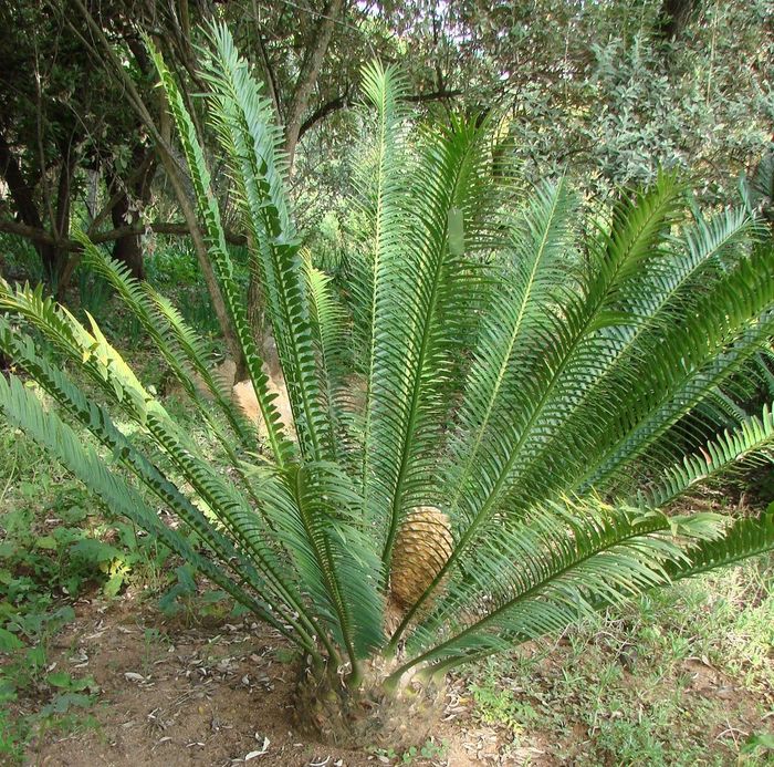 Encephalartos aemulans — SANBI reference photograph