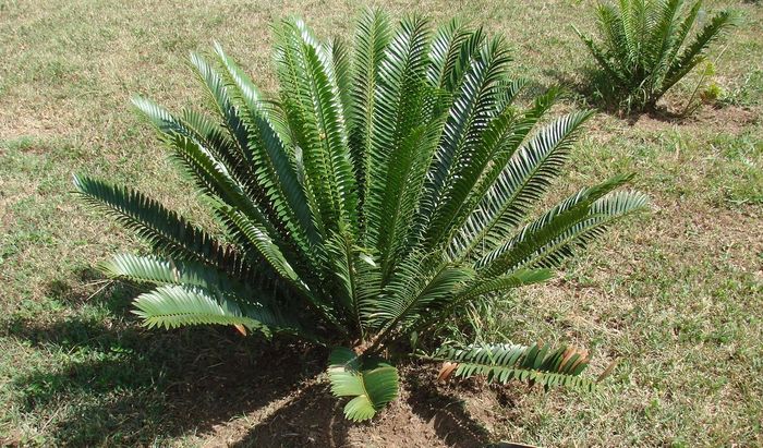 Encephalartos aemulans, growing in the Lowveld NBG.