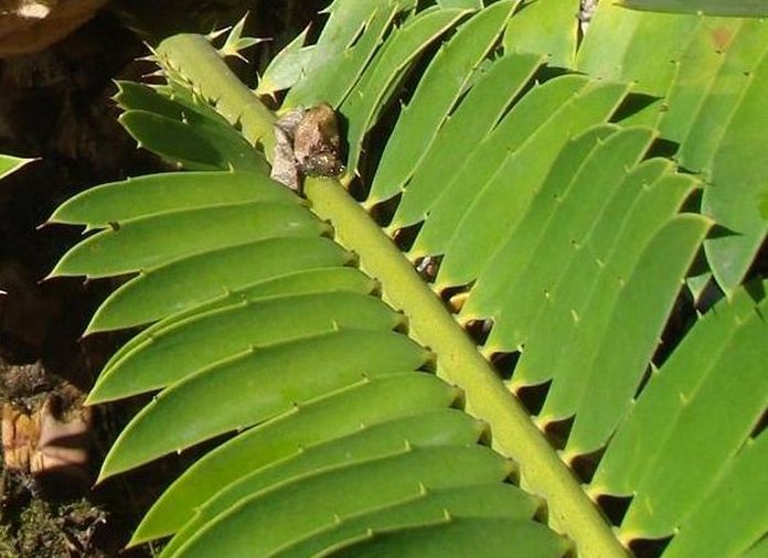 Encephalartos aemulans — SANBI reference photograph