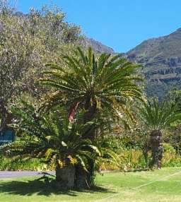 Encephalartos altensteinii — SANBI reference photograph