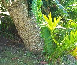 Encephalartos altensteinii stem with a basal sucker