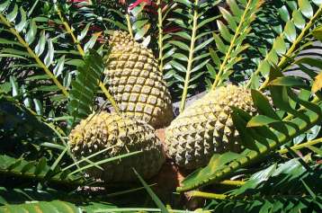 Encephalartos altensteinii — SANBI reference photograph
