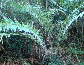 Encephalartos aplanatus — SANBI reference photograph