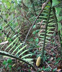 Encephalartos aplanatus — SANBI reference photograph