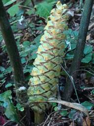 Encephalartos aplanatus — SANBI reference photograph