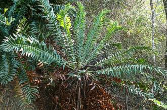Encephalartos arenarius — SANBI reference photograph