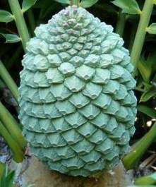 Encephalartos arenarius — SANBI reference photograph