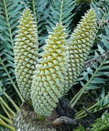 Encephalartos arenarius — SANBI reference photograph