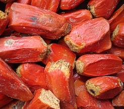 E. arenarius seeds