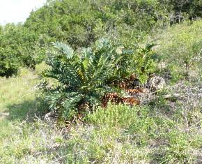 E. arenarius growing in degraded habitat