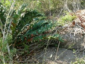 Encephalartos arenarius — SANBI reference photograph
