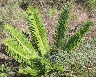 Encephalartos afer — SANBI reference photograph