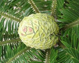 Encephalartos afer — SANBI reference photograph