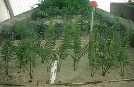 Encephalartos caffer seedlings