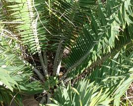 Encephalartos afer — SANBI reference photograph