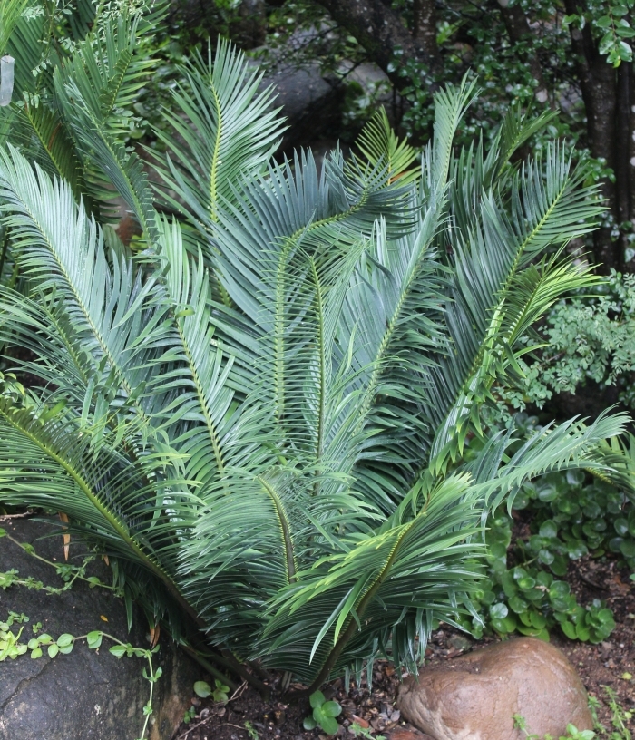 Encephalartos cerinus — SANBI reference photograph