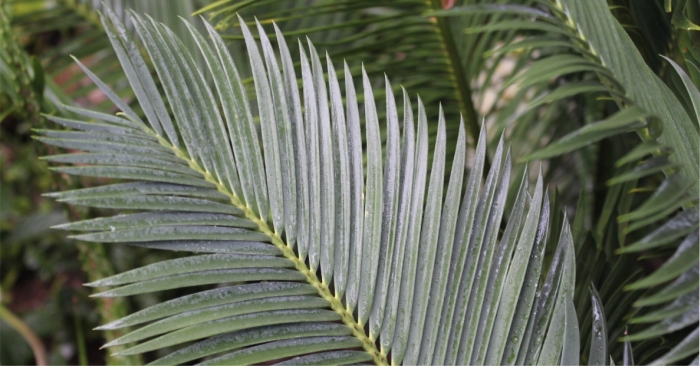 Encephalartos cerinus — SANBI reference photograph