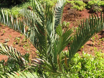 Encephalartos cupidus — SANBI reference photograph