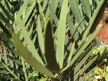 Encephalartos cupidus — SANBI reference photograph