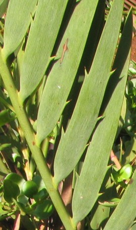 Encephalartos cupidus — SANBI reference photograph