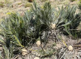 Encephalartos cycadifolius — SANBI reference photograph