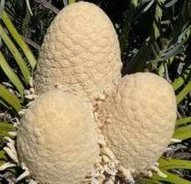 Encephalartos cycadifolius — SANBI reference photograph