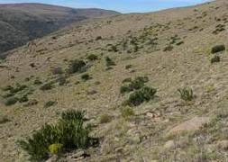 Encephalartos cycadifolius — SANBI reference photograph