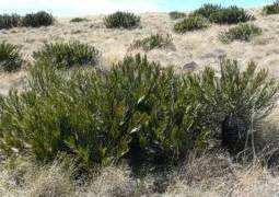 Encephalartos cycadifolius — SANBI reference photograph